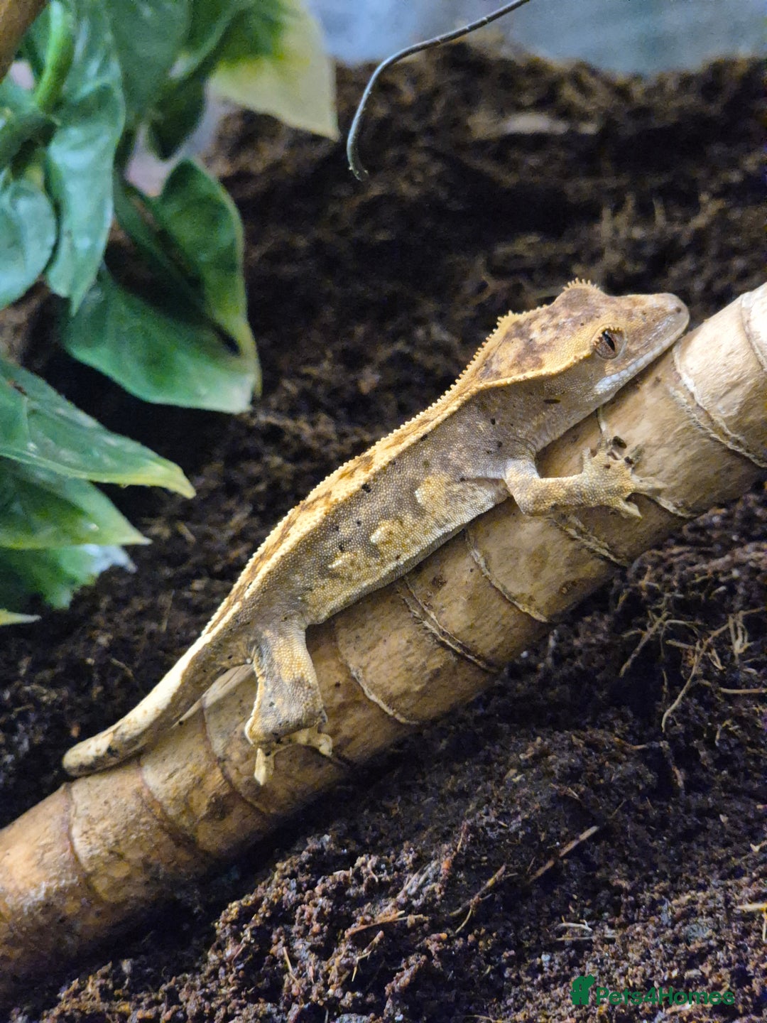 Gecko reptiles for sale: crested geckos, leopard geckos - Advert 22