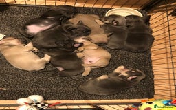 French Bulldog dogs for stud: 🌟🔥LILAC PLATINUM KC REG FRENCH BULLDOG STUD🔥🌟 in Uxbridge - Image 33