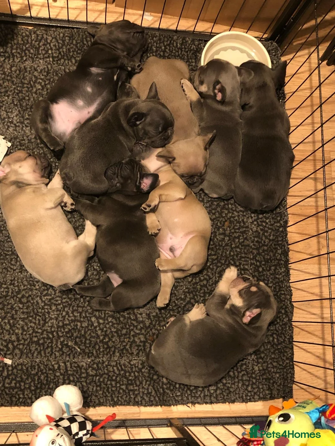 French Bulldog dogs for stud: 🌟🔥LILAC PLATINUM KC REG FRENCH BULLDOG STUD🔥🌟 in Uxbridge - Advert 28