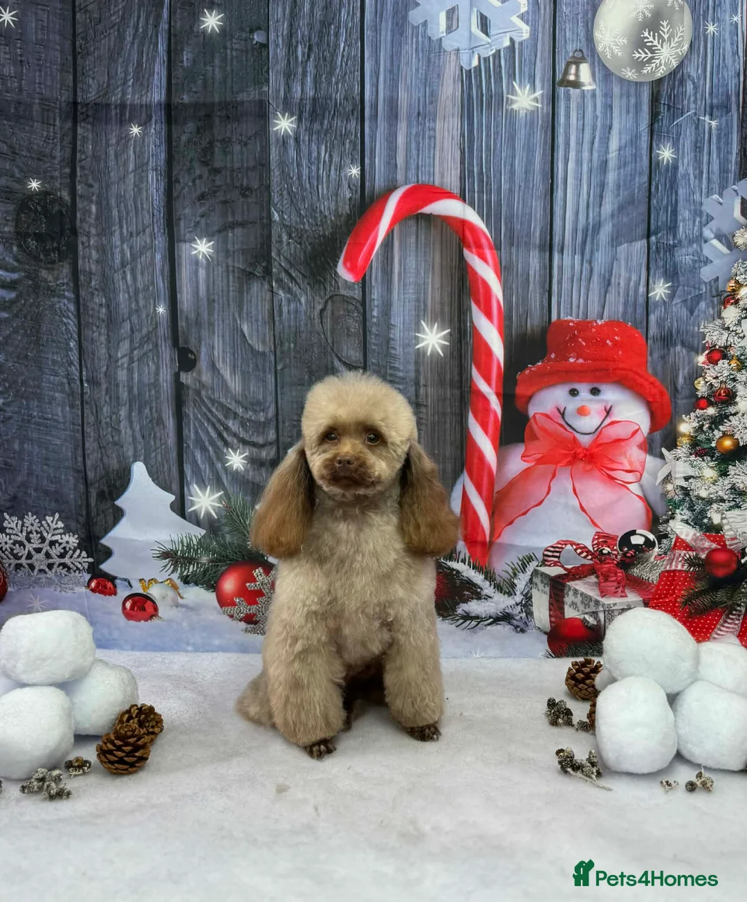 Toy Poodle dogs for stud: Stunning Chocolate Toy Poodle  in Stafford - Advert 31
