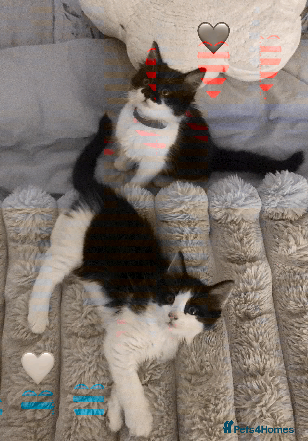 Ragdoll cats for sale: Looking for perfect furry companion? - Advert 6