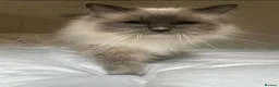 Ragdoll cats for sale: Ragdoll girl 💕 boy💙  - Advert 3