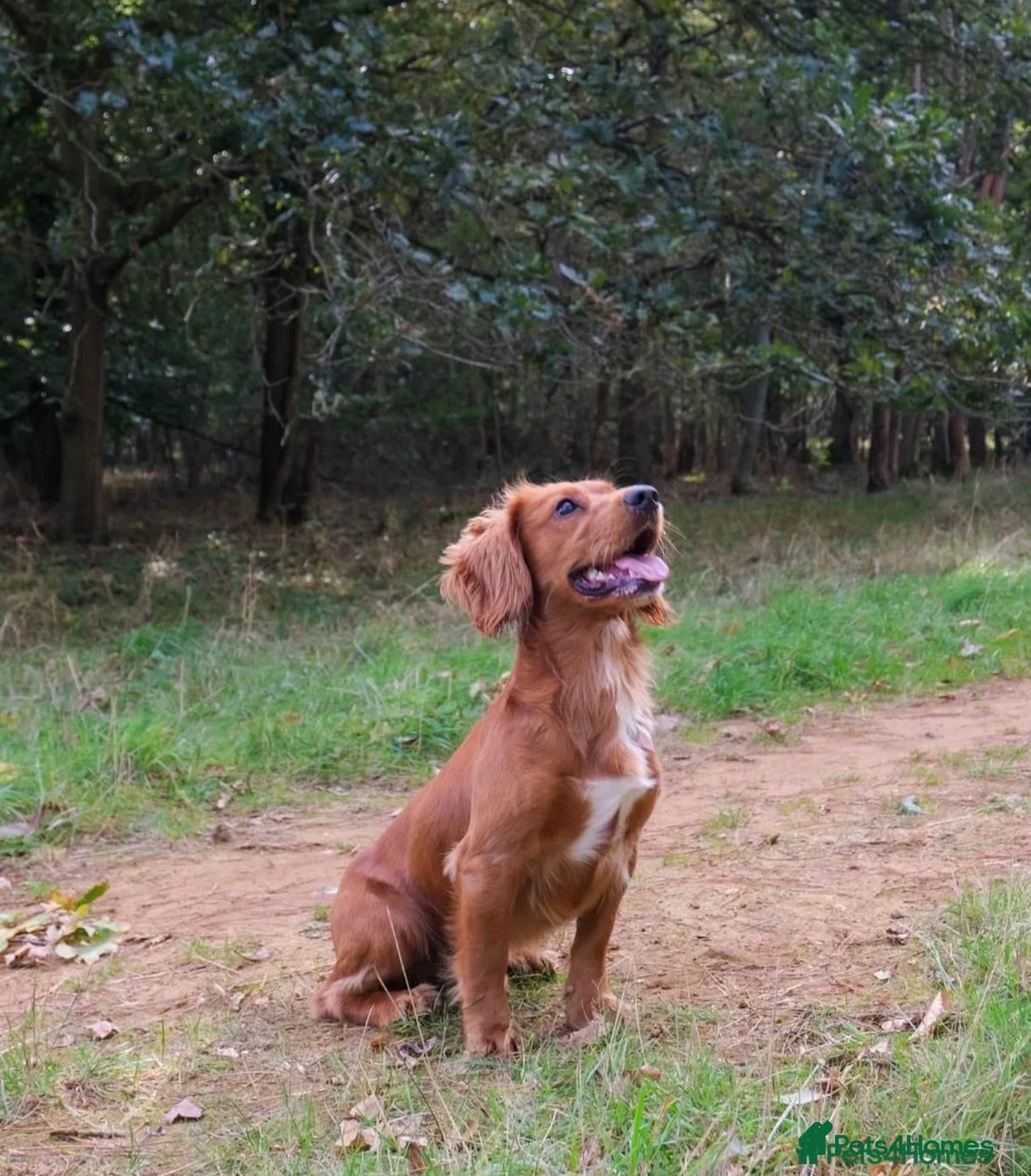 Cocker Spaniel dogs Beautiful Working Cocker Spaniel puppies  - Advert 2