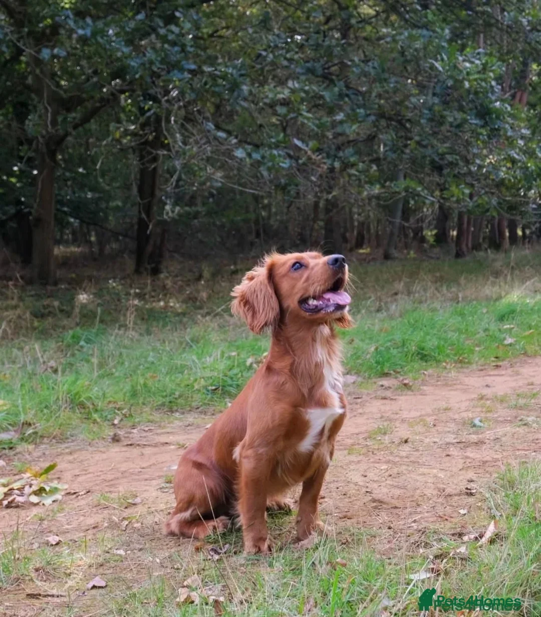 Cocker Spaniel dogs for sale: Beautiful Working Cocker Spaniel puppies  in Braintree - Advert 2