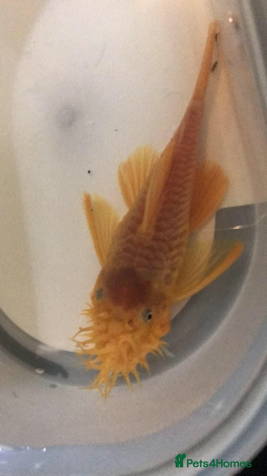 Plecos fish for sale: L144 Blue Eyed Bristlenose Pleco size 3 cm - Image 14