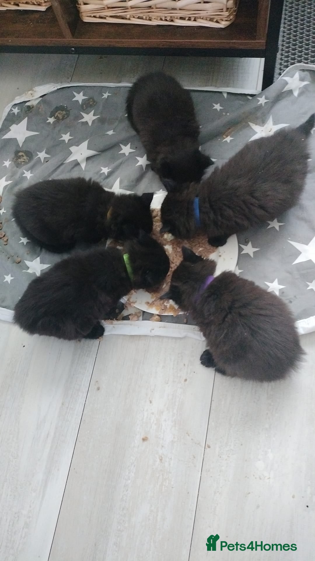 Mixed Breed cats for sale: 5 fluffy black kittens with hints of grey - Image 12