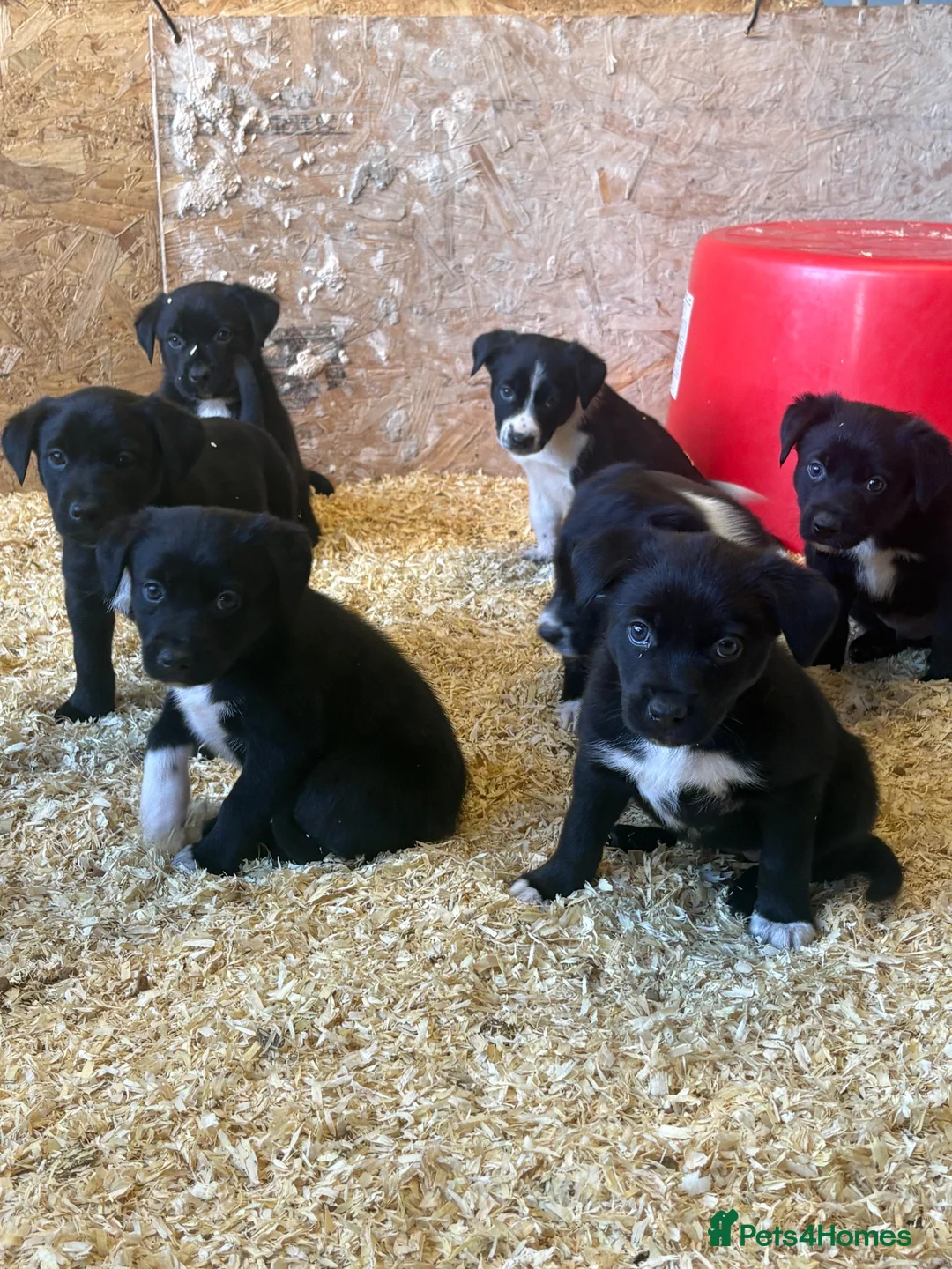 Mixed Breed dogs for sale: Working puppy for sale  - Advert 5