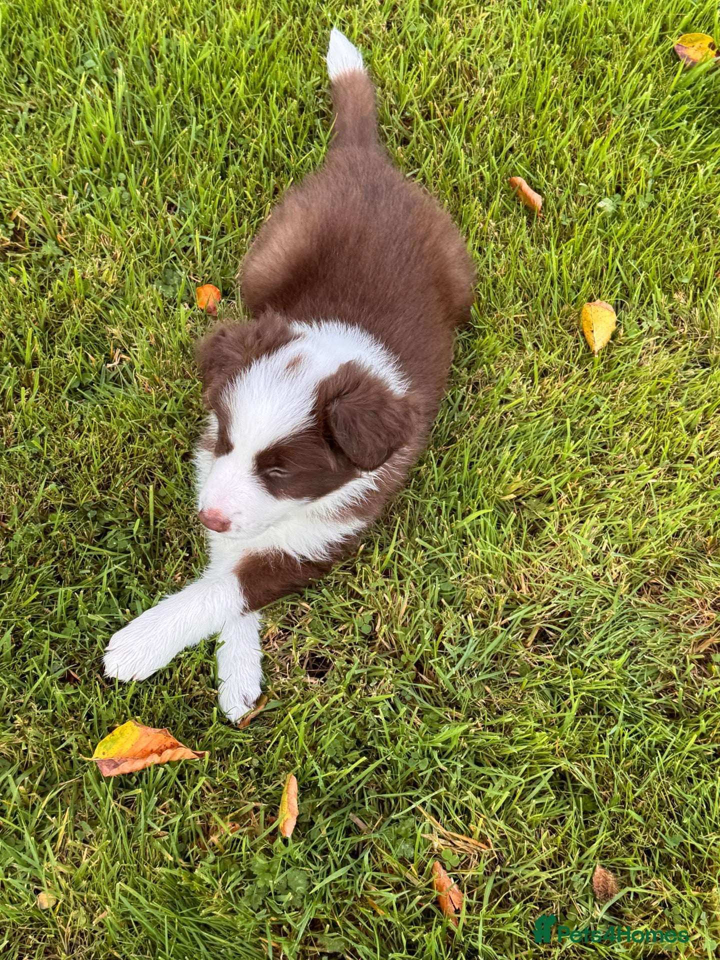 Border Collie dogs Stunning long coated male border collie puppies - Advert 2
