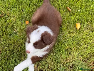 Border Collie dogs Stunning long coated male border collie puppies - Advert 2