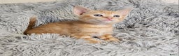Maine Coon cats for sale: Kittens mix breed ready now  - Advert 3
