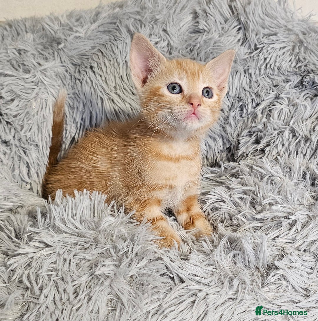 Maine Coon cats for sale: Kittens mix breed ready now  - Advert 3