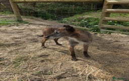 Lurcher dogs for sale: Lurcher puppies  - Image 6