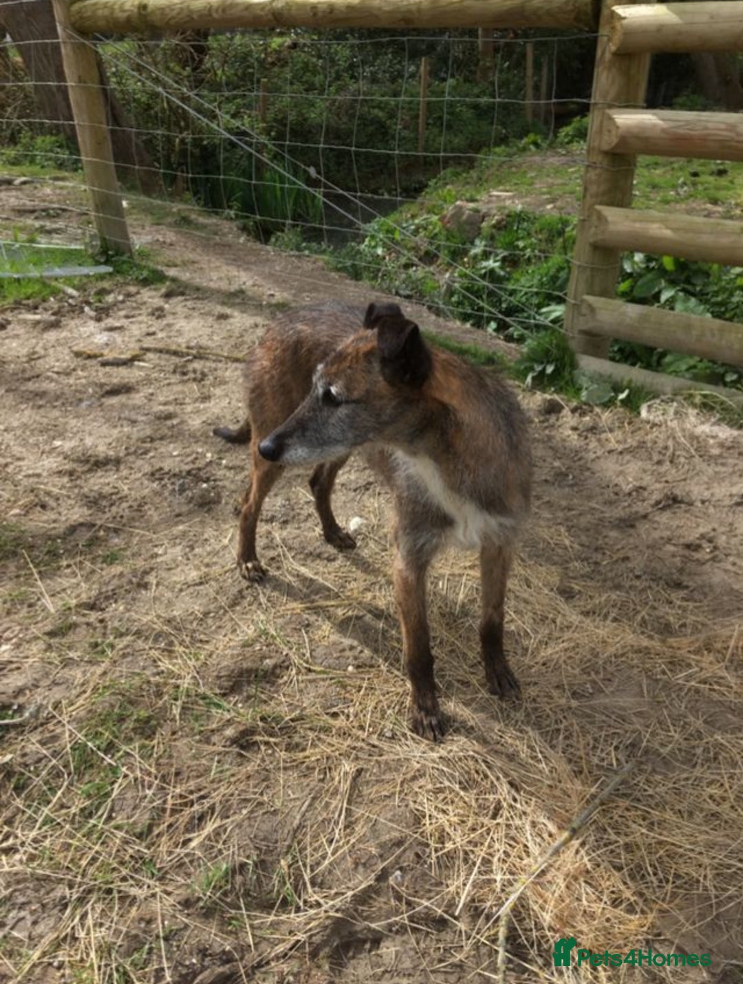 Lurcher dogs for sale: Lurcher puppies  - Image 6