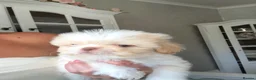 Mixed Breed dogs for sale: Beautiful fluffy Shih tzu baby boys - Advert 7