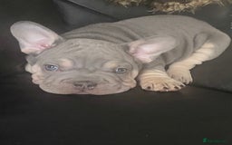 French Bulldog dogs for sale: 3boys and 2 girls kc  in London - Image 4