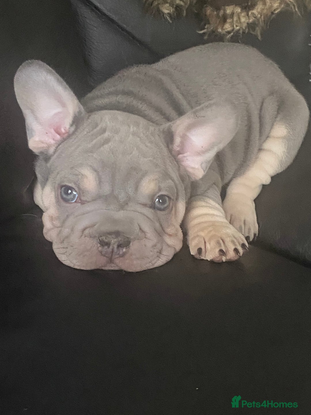 French Bulldog dogs for sale: 3boys and 2 girls kc  in London - Image 4