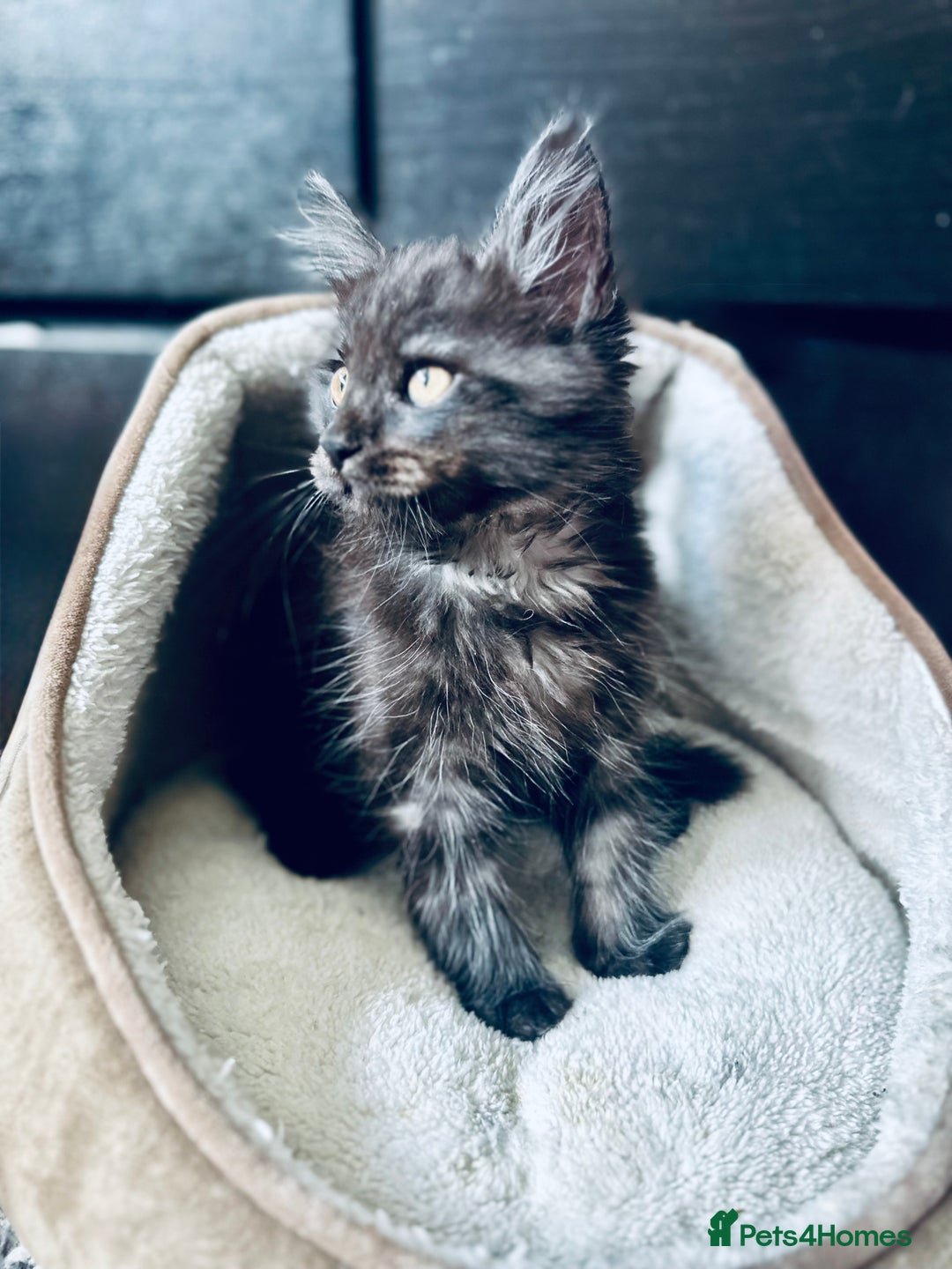 Maine Coon cats for sale: Mainecoon kittens  - Image 15