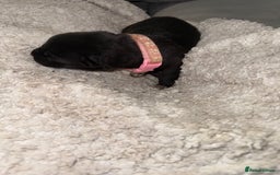 Mixed Breed dogs for sale: Cane corso mix Akita  - Image 13