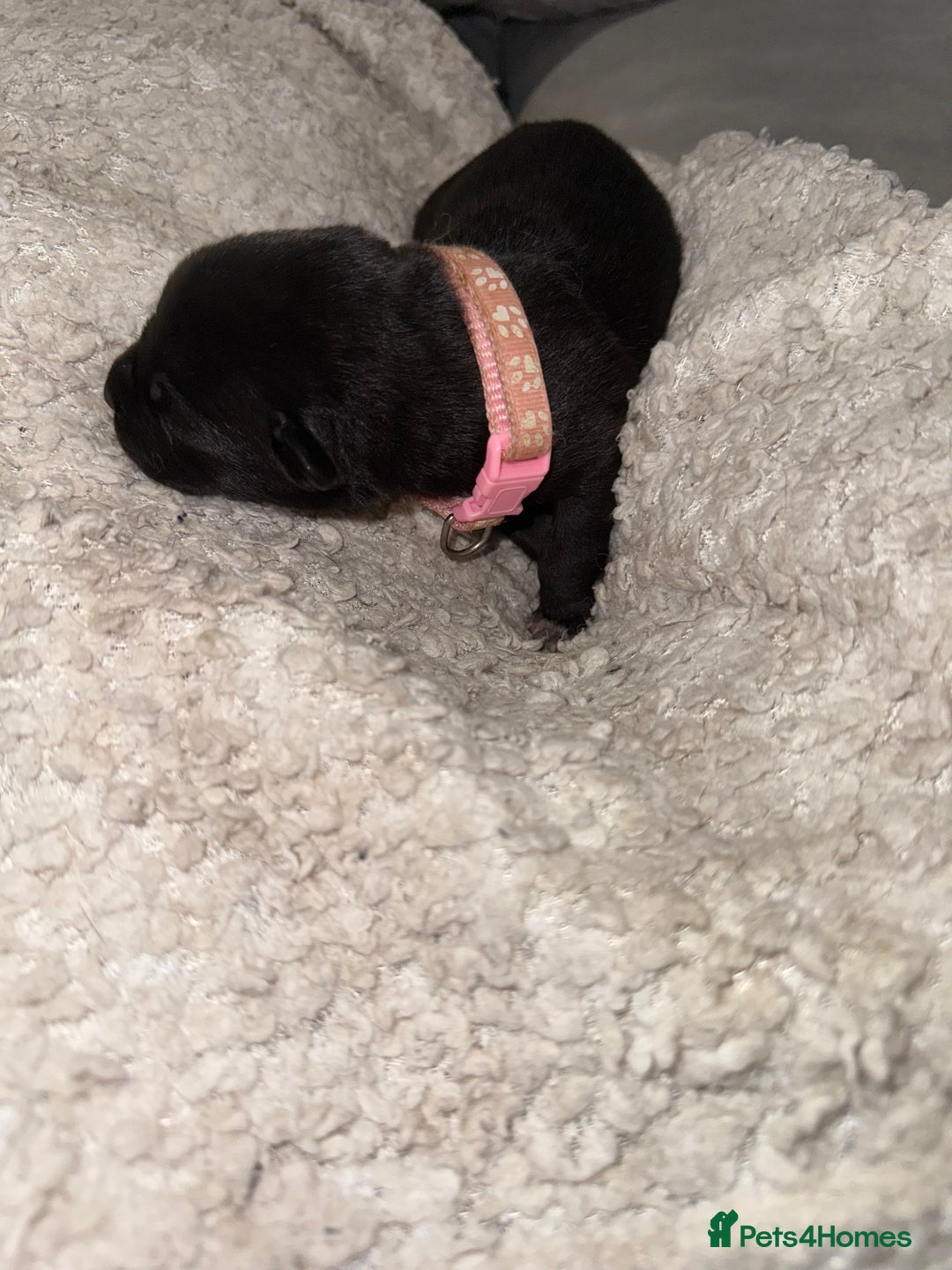 Mixed Breed dogs for sale: Cane corso mix Akita  - Image 13