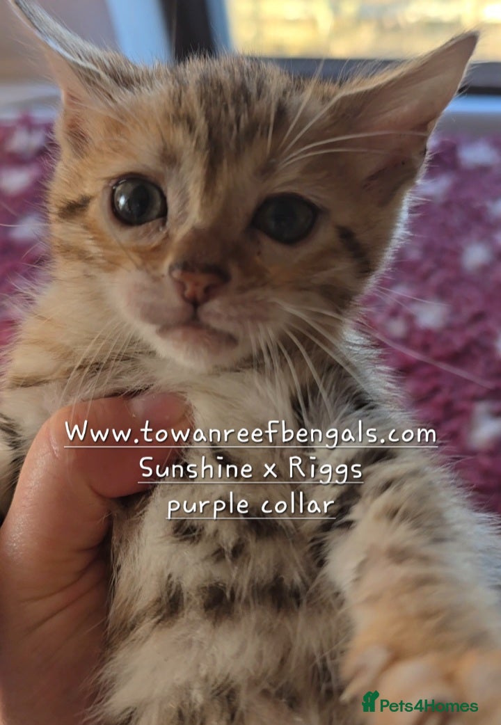 Bengal cats Tica registered bengal kittens - Advert 2