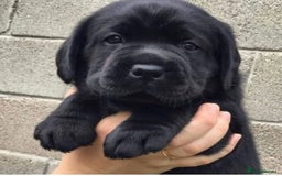 Labrador Retriever dogs for sale: Last few remaining 2 females 2 male lab pups - Image 4
