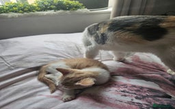 Mixed Breed cats for sale: Ready for new home kittens and 1 year female - Image 11
