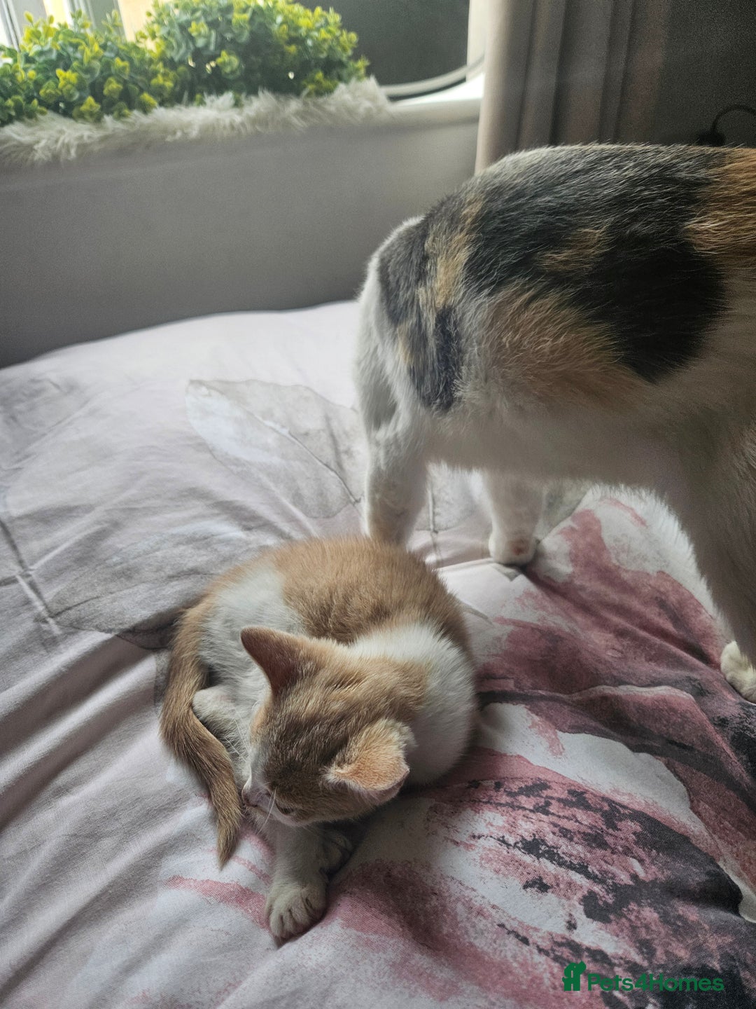 Mixed Breed cats for sale: Ready for new home kittens and 1 year female - Image 11