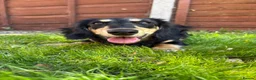 Miniature Dachshund dogs for sale: Long Haired Miniature Dachshund  - Advert 5