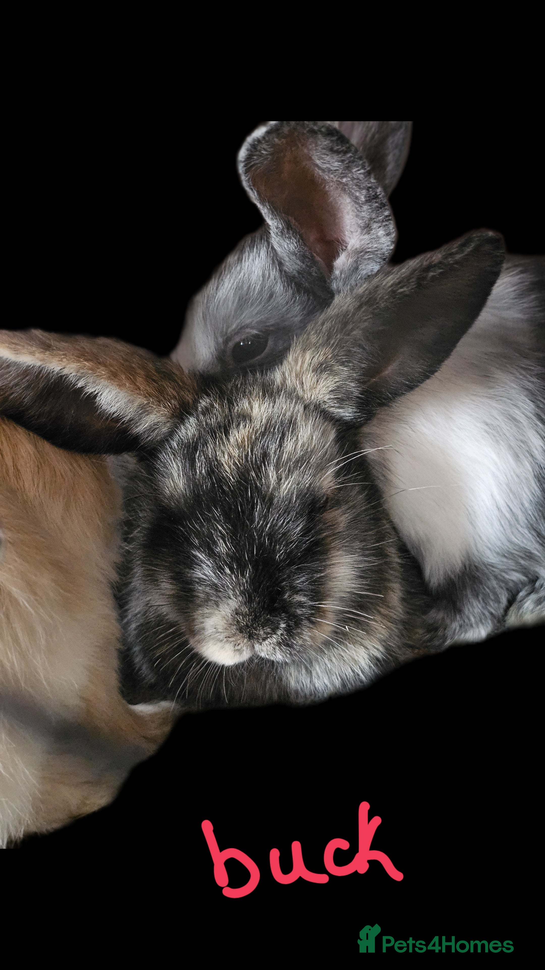 Harlequin rabbits URGENT 3 bunnies needing rehome 🫶♥️ - Advert 1