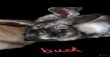 Harlequin rabbits 5 beautiful Harlequin bunnies looking for a new 🏡 - Advert 13