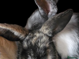 Harlequin rabbits 3 bunnies needing rehome ASAP 🫶♥️ - Advert 1