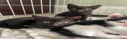 Mixed Breed cats for sale: Cheeky little curtain climbers  - Advert 3