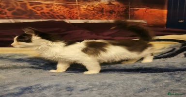 Ragdoll cats - Advert 15
