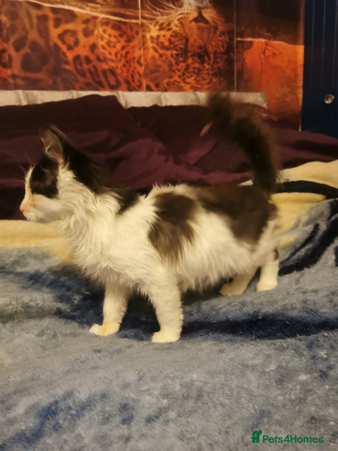 Ragdoll cats for sale: Very fluffy Ragdoll x  - Image 3