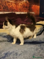 Ragdoll cats - Advert 15