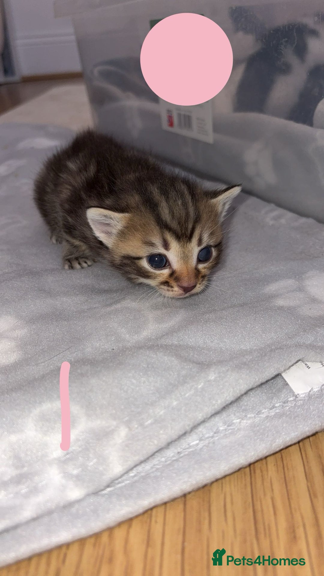 British Shorthair cats for sale: 6 beautiful kittens for sale  - Advert 2