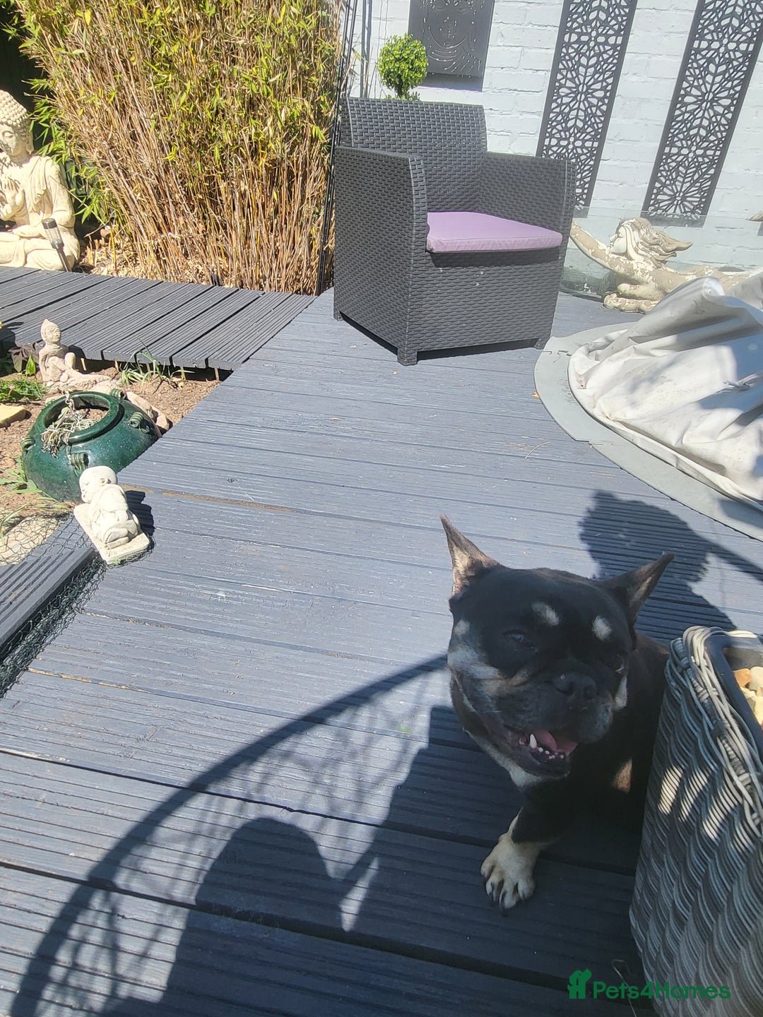 Rottweiler dogs for sale: Rottweiler  and french bulldog  - Image 5