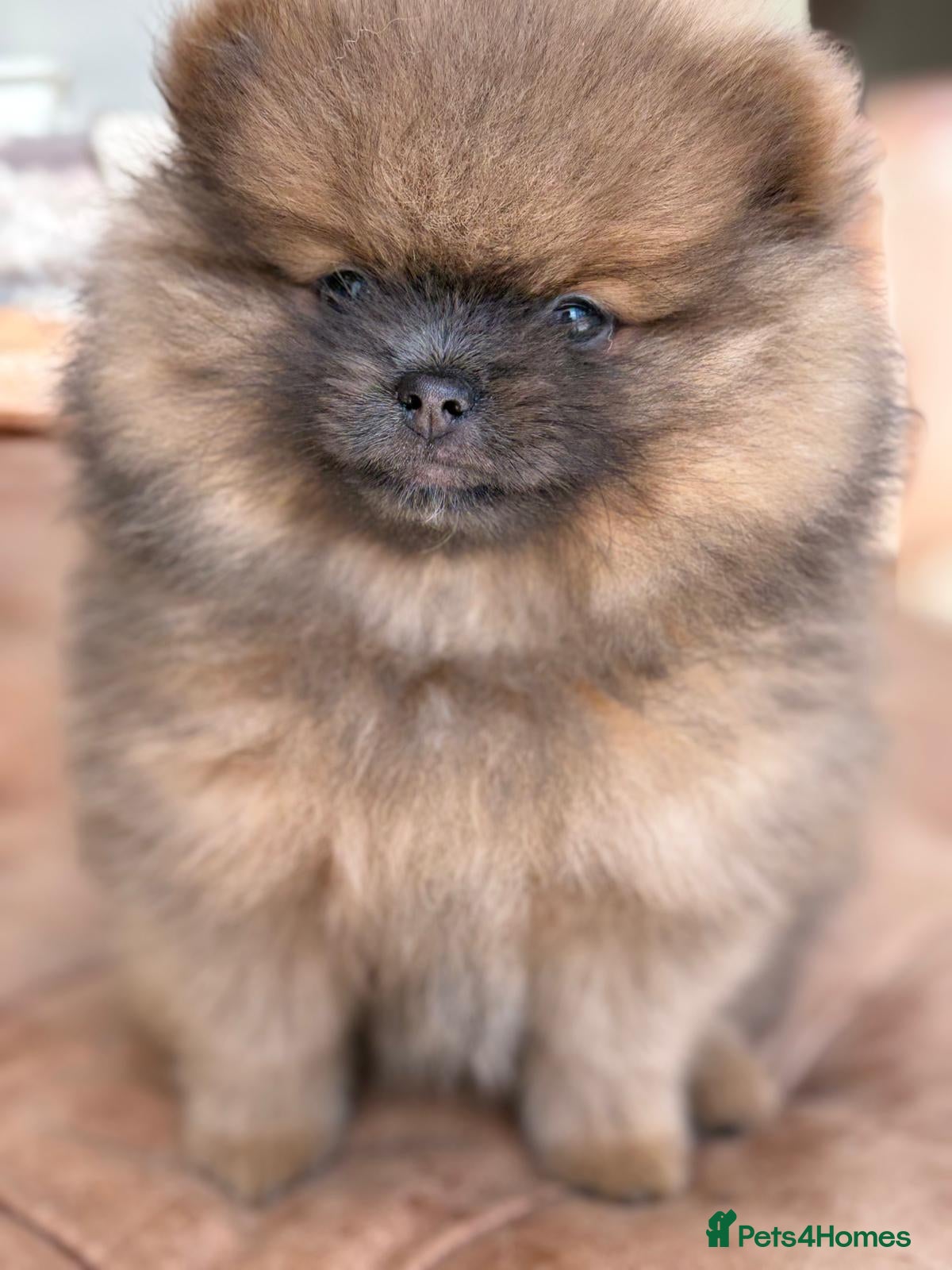 Pomeranian dogs Stunning KC Registered Small Pomeranian Puppies - Advert 2
