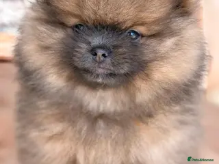 Pomeranian dogs Stunning KC Registered Small Pomeranian Puppies - Advert 2