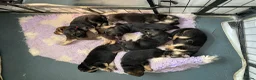 German Shepherd dogs for sale: K/C German Shepherd pups - Advert 8
