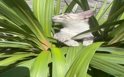 Bengal cats for sale: Sibling Bengals  - Image 5