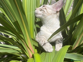 Bengal cats - Advert 20