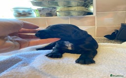 Cocker Spaniel dogs for sale: Working Cocker Spaniel Pups - Image 7