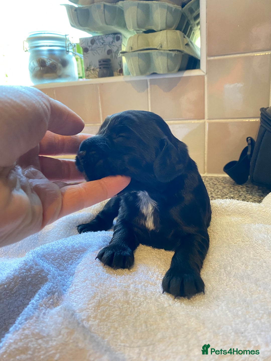 Cocker Spaniel dogs for sale: Working Cocker Spaniel Pups - Image 7