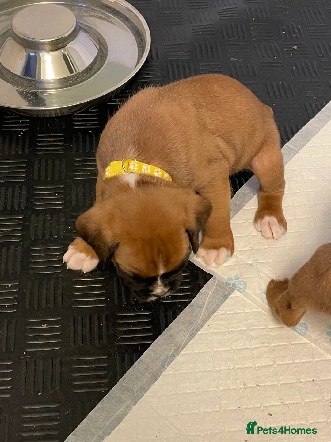 Boxer dogs for sale:  Stunning KC reg bobtailed boxers *1 girl left* - Advert 31