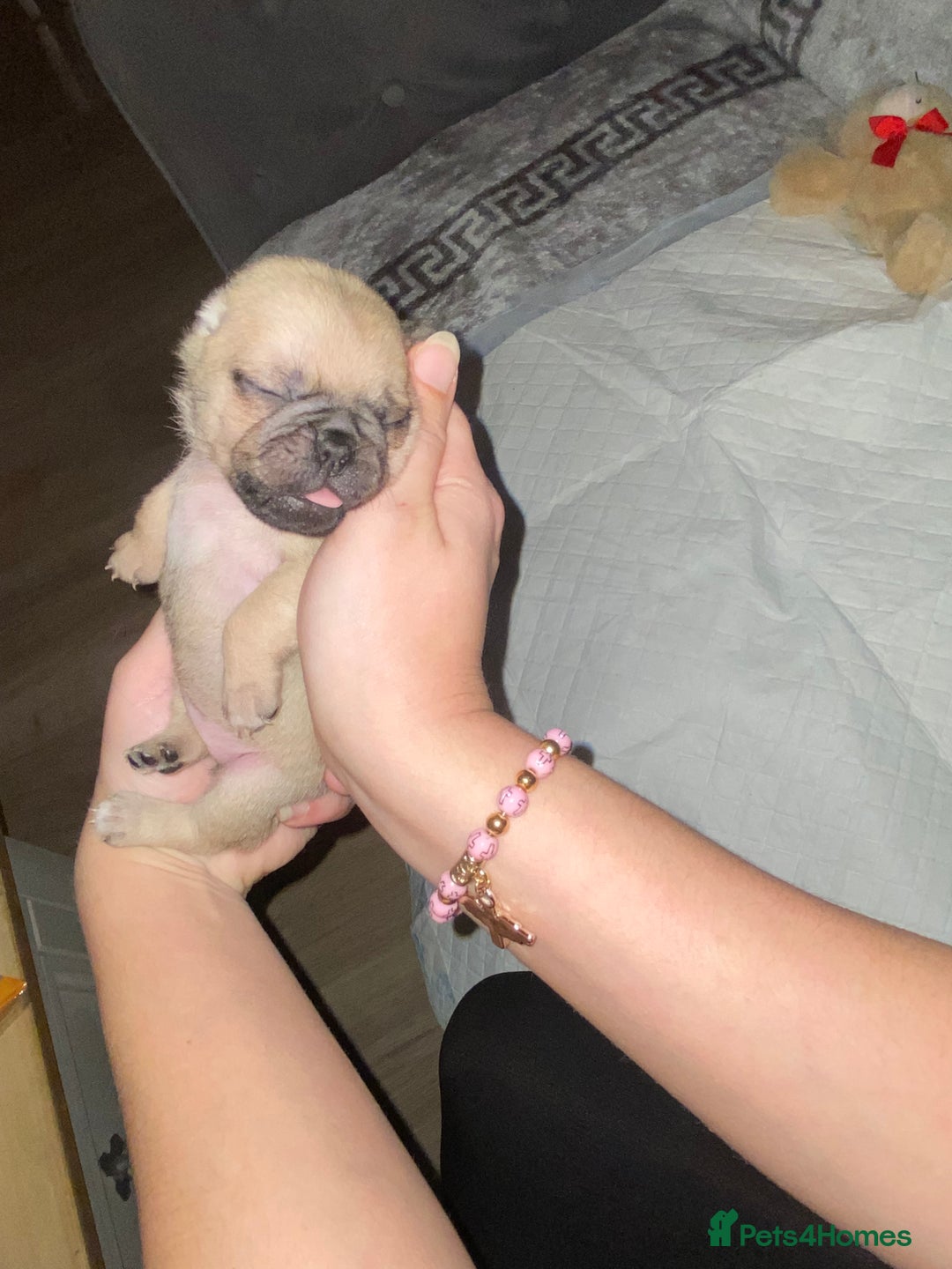 Pug dogs for sale: Beautiful Purebred Pug Puppies for Loving Homes - Advert 4