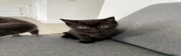 Mixed Breed cats for sale: Lovely half British shorthair half Russian blue  in Godalming - Advert 13