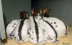 English Spot rabbits for sale: English Spot Rabbits - Advert 8