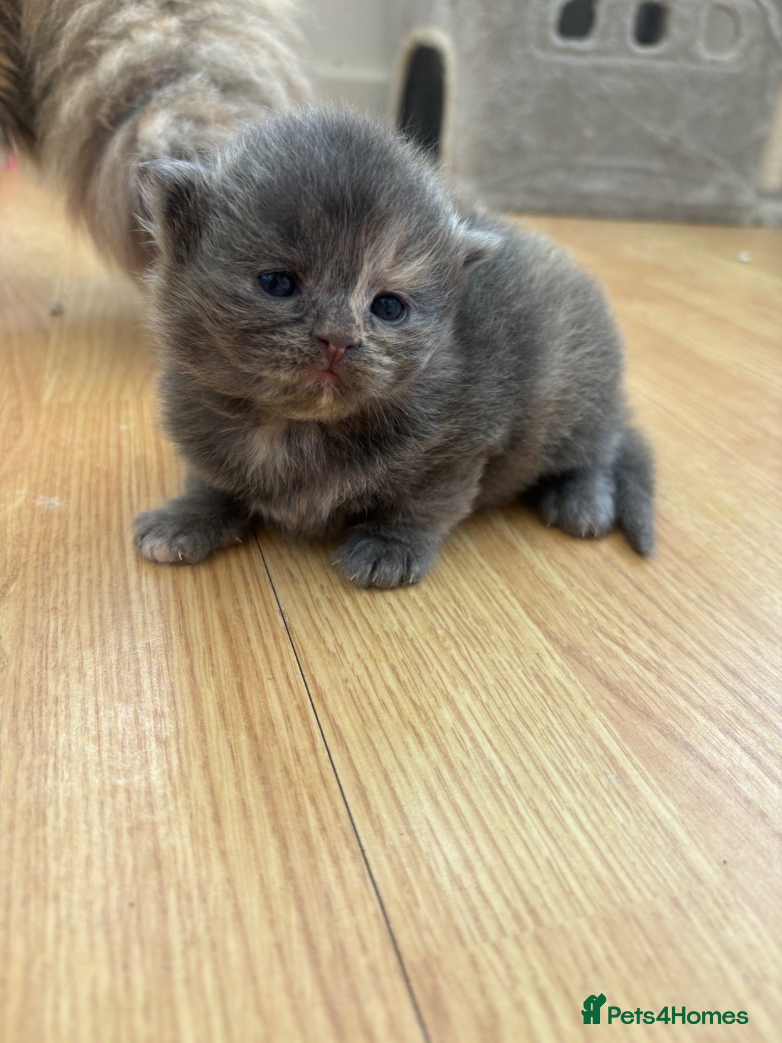 Mixed Breed Kitten 2