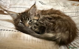 Maine Coon cats for sale: Pedigree Maine Coon Kittens - TICA Registered  - Image 13